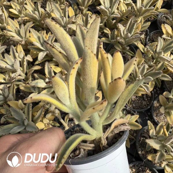 Kalanchoe Bunny Variegated Clustering - Image 2