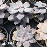 Graptopetalum Superbum Variegated - Image 2