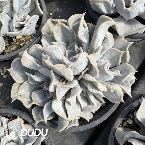Echeveria Thriller Pearl Variegated Clustering - Image 2