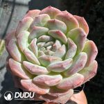 Echeveria Snow Shower - Image 2