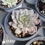 Echeveria Oliveira Silky Variegated - Image 2