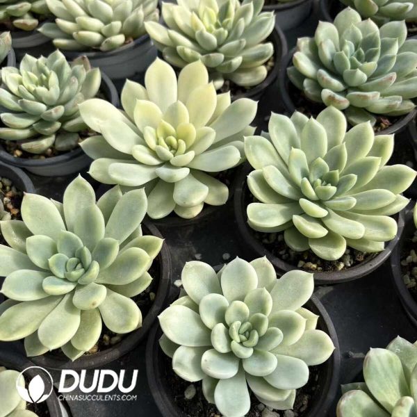 Echeveria King Midas Variegated - Image 2