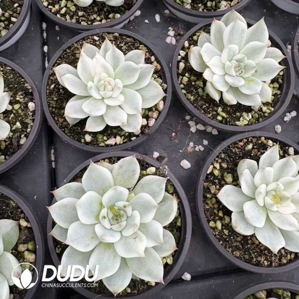 Echeveria Chihuahuaensis Variegated - Image 2