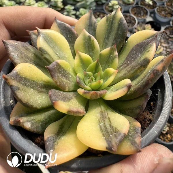 Echeveia Black Prince variegata - Image 2