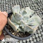 Echeveria Thriller Pearl - Image 2