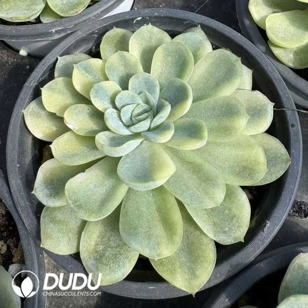 e202-965.jpg Echeveria Minibell Variegated - Image 2