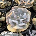 Echeveria Exotic Variegated - Image 2