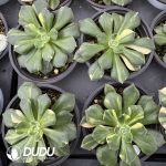 Echeveria Joan Daniel Variegated - Image 2