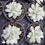 Echeveria Lotus Lantern Variegated - Image 2