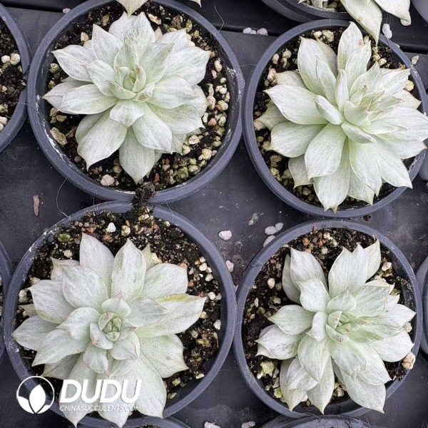 Echeveria Lotus Lantern Variegated - Image 2