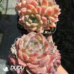 Echeveria Snow Shower Clustering - Image 2