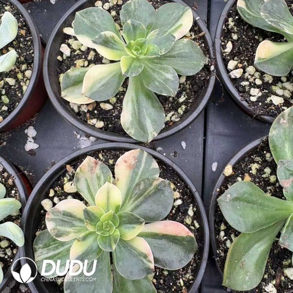 Echeveria Chocolate Variegated - Image 2