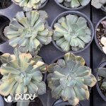 Echeveria Desert Star Variegated - Image 2