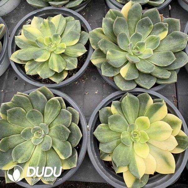 Echeveria Ben Badis Variegated - Image 2