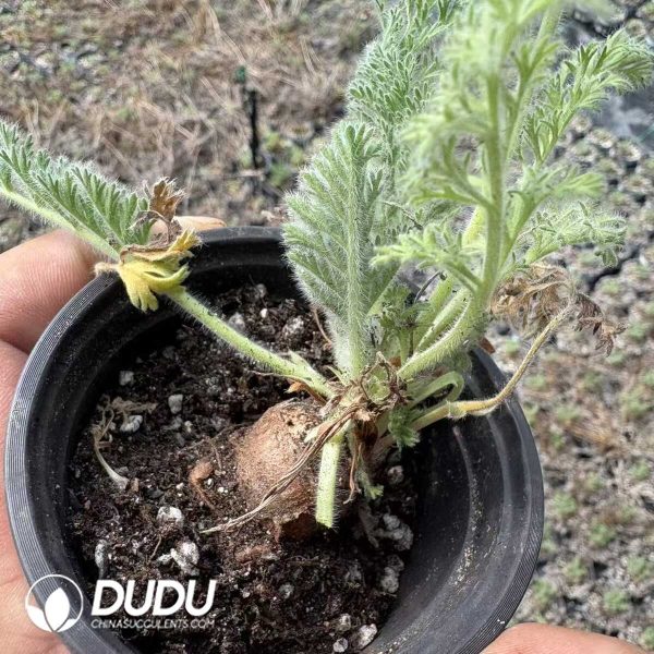 Pelargonium hortorum - Image 2