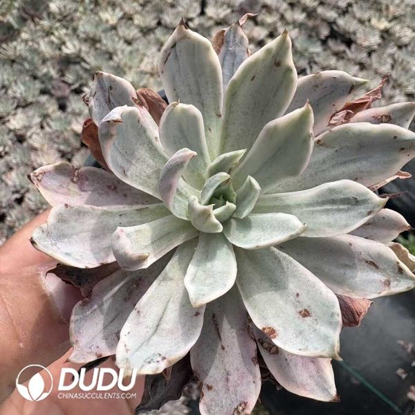 Echeveria Hera Variegated - Image 2