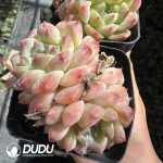 Echeveria Snow Shower Double Head - Image 2
