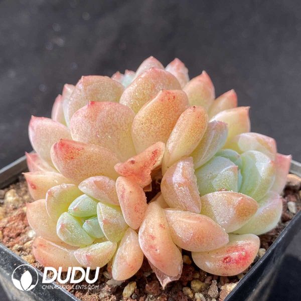 Echeveria Gangyi Clustering - Image 2