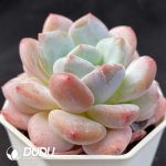 Echeveria Fragrant Orange - Image 2
