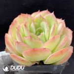 Echeveria Morning Light - Image 2