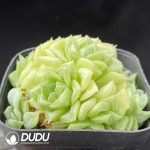 Echeveria White Swan Clustering - Image 2