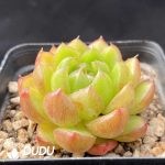 Echeveria Jelly Jenny - Image 2
