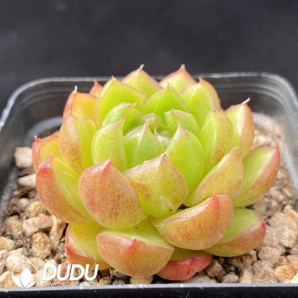 Echeveria Jelly Jenny - Image 2
