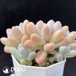 Pachyphytum Pink Lover Clustering - Image 2