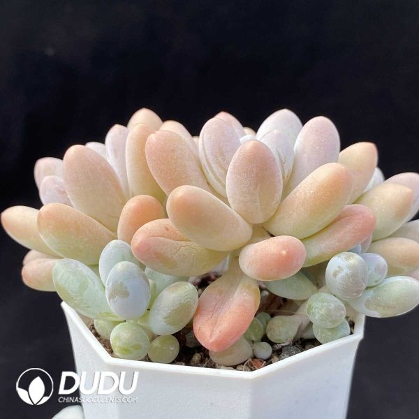 Pachyphytum Pink Lover Clustering - Image 2