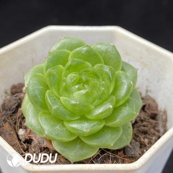 Echeveria Audemars Piguet - Image 2