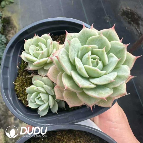 Echeveria Deresina Clustering - Image 2