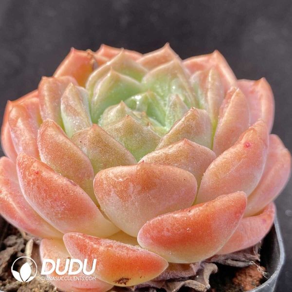 Echeveria Innocence - Image 2