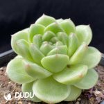 Echeveria M100 - Image 2