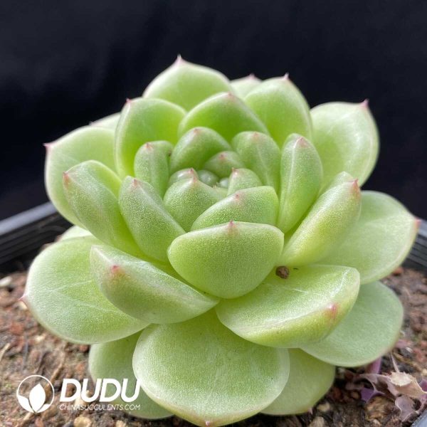 Echeveria M100 - Image 2