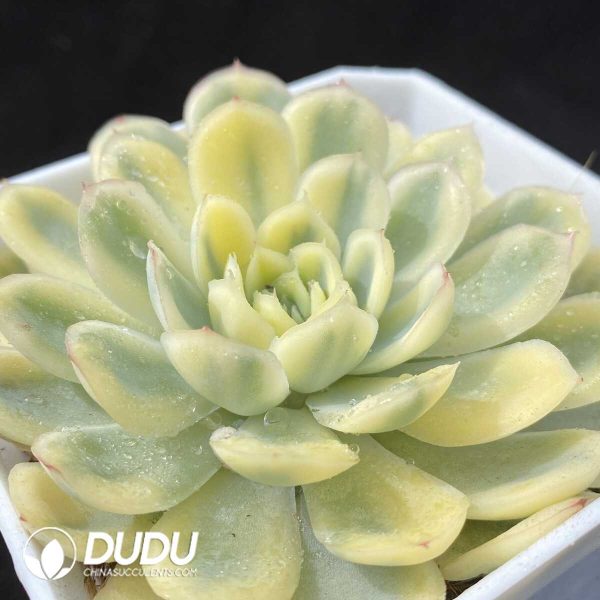 ‌Echeveria Moonlight Variegated - Image 2