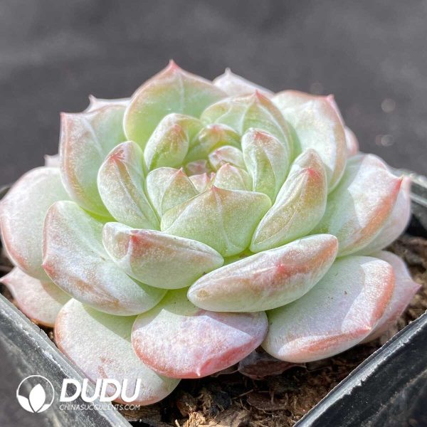 Echeveria Yunshuiyao - Image 2