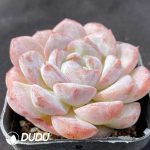 Echeveria Iced Americano - Image 2