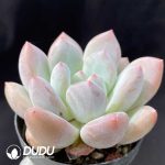 Echeveria Hybrid Cheese - Image 2