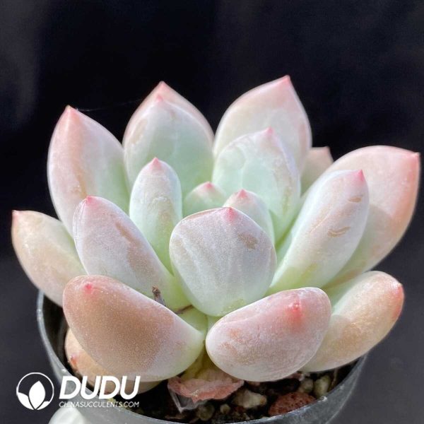Echeveria Hybrid Cheese - Image 2