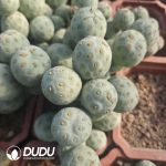 (3-9 Heads,$10.1/head)Tephrocactus geometricus Blue-and-White Clustrering - Image 3