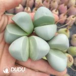 Lithops Mixed - Image 3