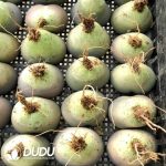 Lithops Aucampiae - Image 3