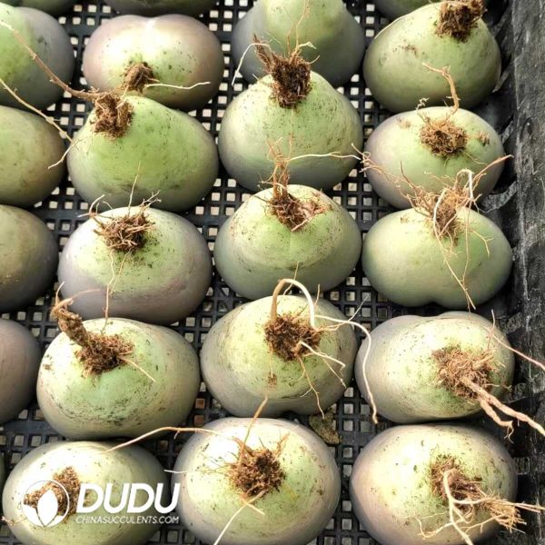 Lithops Aucampiae - Image 3