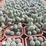 (3-9 Heads,$8.3/head)Tephrocactus geometricus No Thorns Own Roots - Image 3