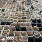 Echeveria 70mm Random Mix 54pcs - Image 3