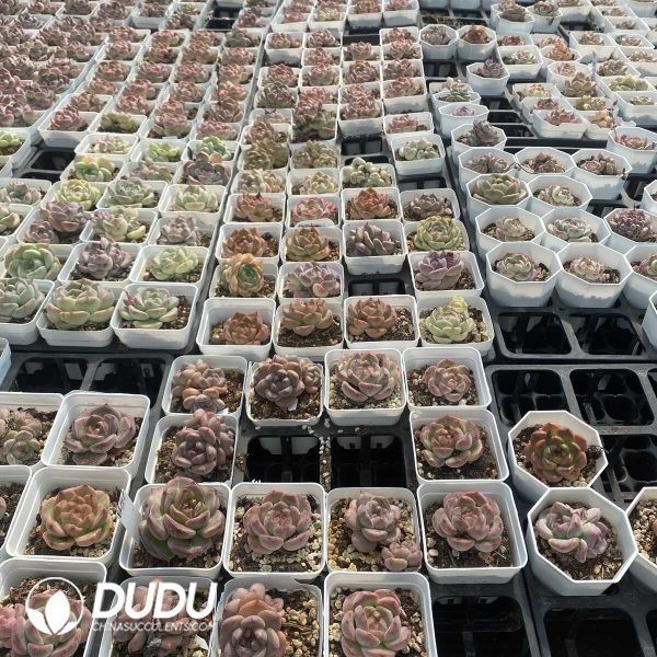 Echeveria 70mm Random Mix 54pcs - Image 3