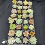 70mm Collection 32pcs (Random) - Image 3