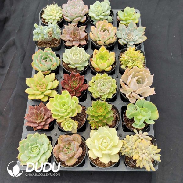 70mm Collection 24pcs (Random) - Image 3