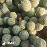 (3-9 Heads,$10.1/head)Tephrocactus geometricus Blue-and-White Clustrering - Image 4