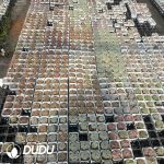 Echeveria 70mm Random Mix 54pcs - Image 4